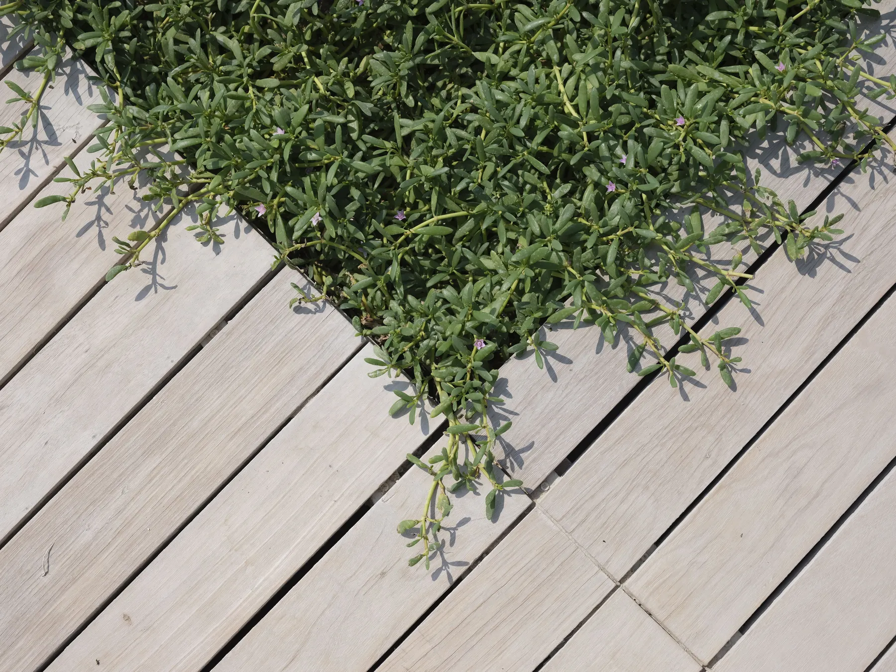 Deck Restoration Gold Coast